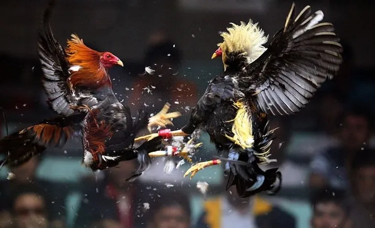 Bậc Thầy Cách Chơi Đá Gà Sabong Tại Asia99 Và Kinh Nghiệm Thắng Lớn